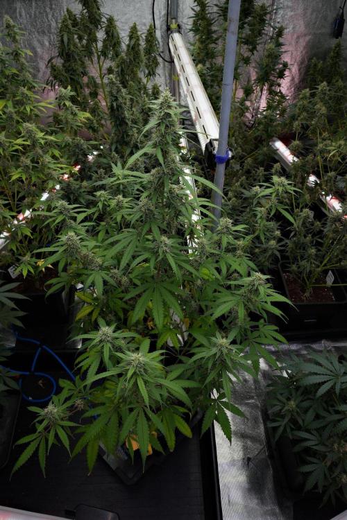 Pheno B Chem Brulee By Zamnesia. Week 10 - Pheno B Chem Brulee