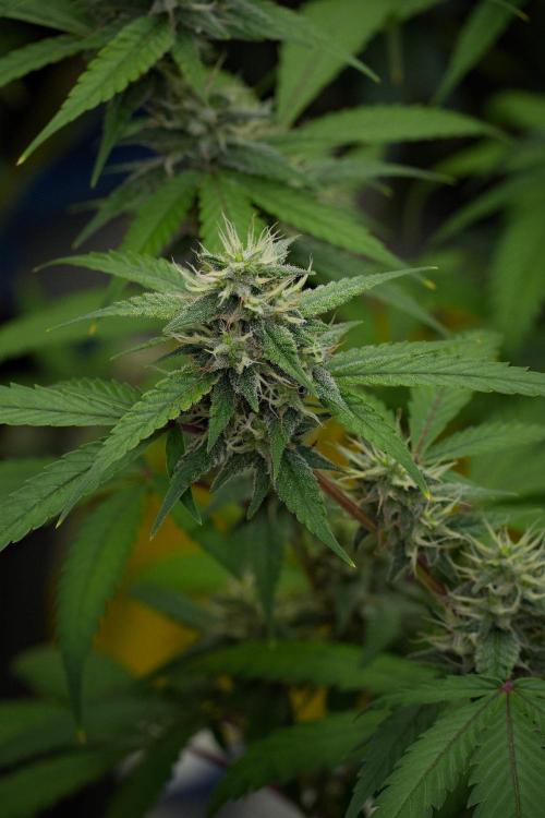 Pheno B Chem Brulee By Zamnesia. Week 10 - Pheno B Chem Brulee