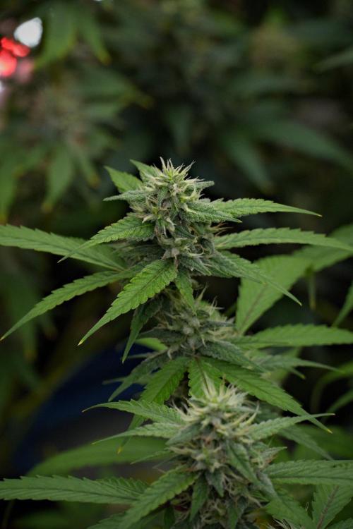 Pheno B Chem Brulee By Zamnesia. Week 10 - Pheno B Chem Brulee