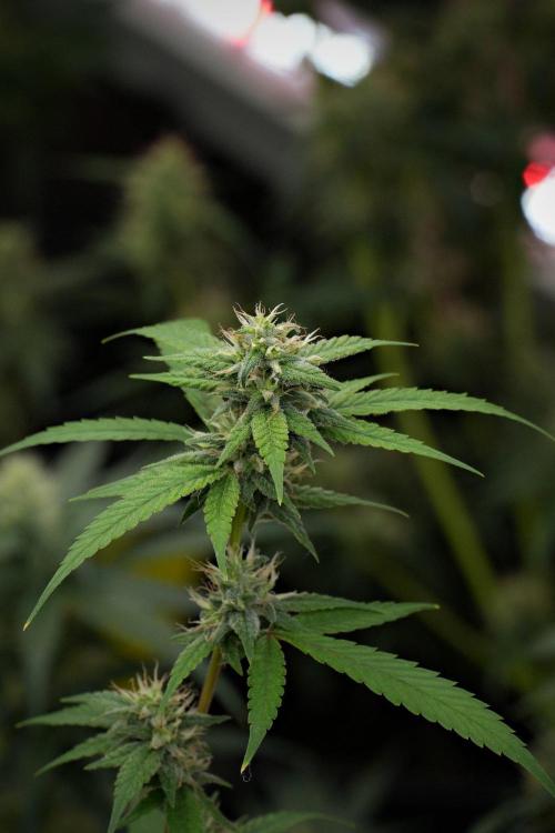 Pheno B Chem Brulee By Zamnesia. Week 10 - Pheno B Chem Brulee