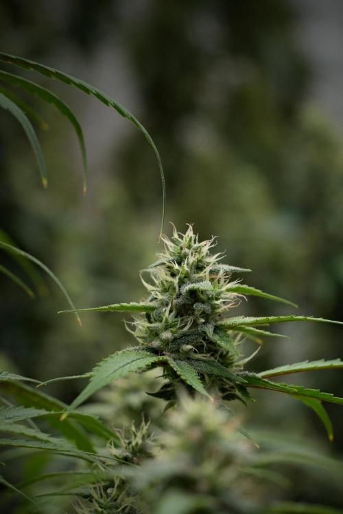 Pheno B Chem Brulee By Zamnesia. Week 10 - Pheno B Chem Brulee