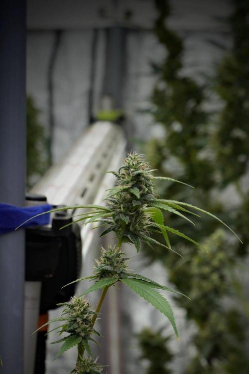 Pheno B Chem Brulee By Zamnesia. Week 10 - Pheno B Chem Brulee