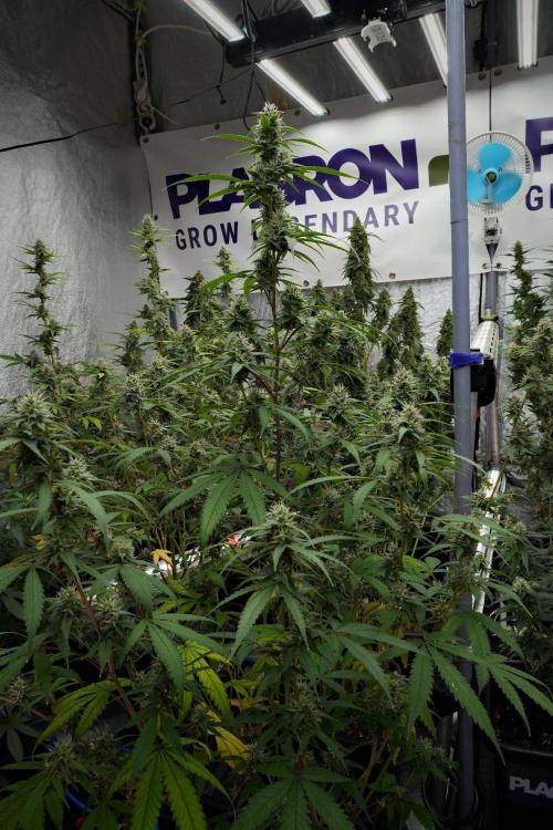 Pheno B Chem Brulee By Zamnesia. Week 10 - Pheno B Chem Brulee