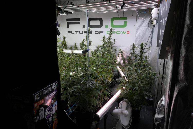 Pheno B Chem Brulee By Zamnesia. Week 10 - Room