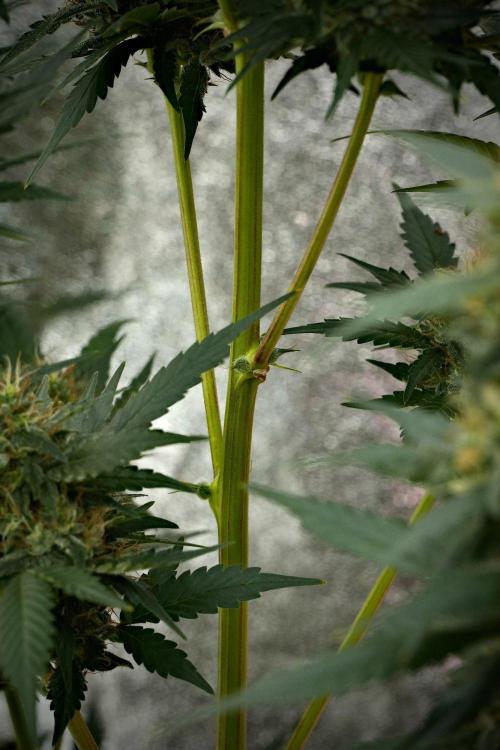 Pheno B God father OG By Zamnesia. Week 10 - Pheno B God father OG