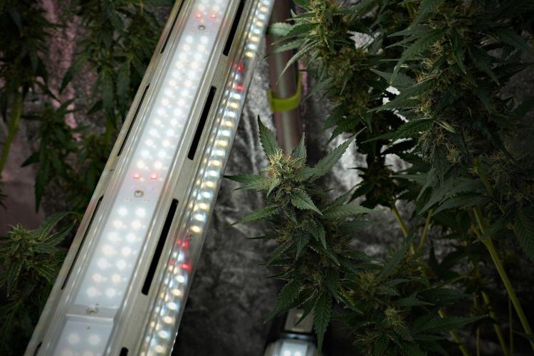 Pheno B God father OG By Zamnesia. Week 10 - Pheno B God father OG