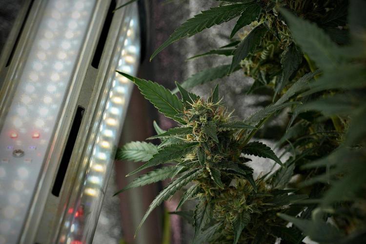 Pheno B God father OG By Zamnesia. Week 10 - Pheno B God father OG