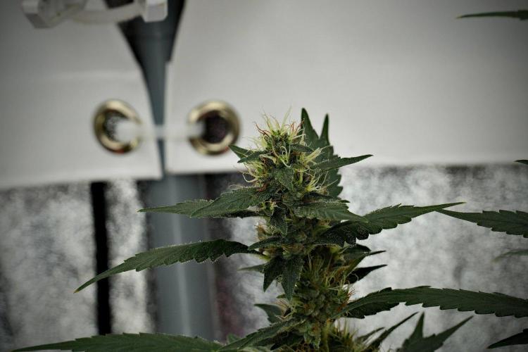 Pheno B God father OG By Zamnesia. Week 10 - Pheno B God father OG