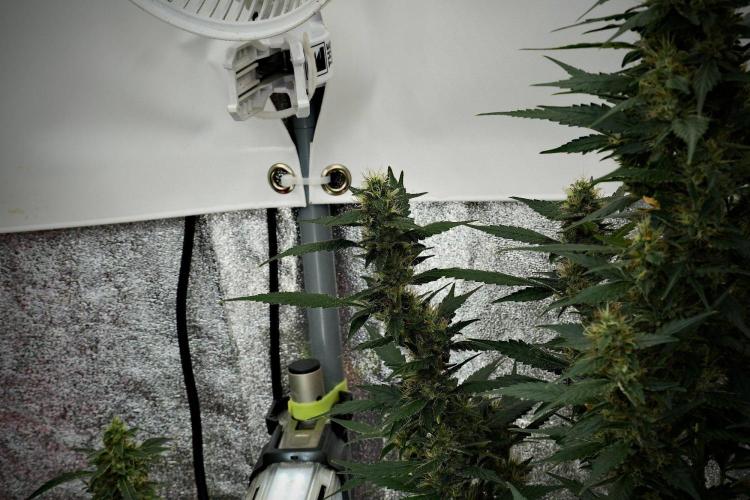 Pheno B God father OG By Zamnesia. Week 10 - Pheno B God father OG