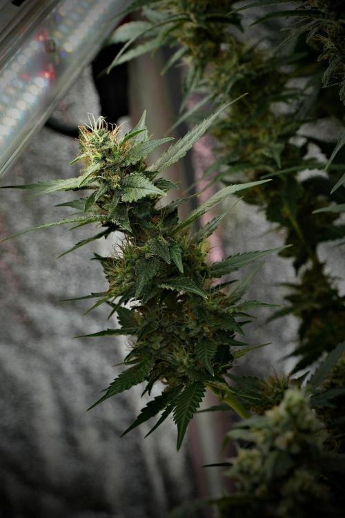 Pheno B God father OG By Zamnesia. Week 10 - Pheno B God father OG