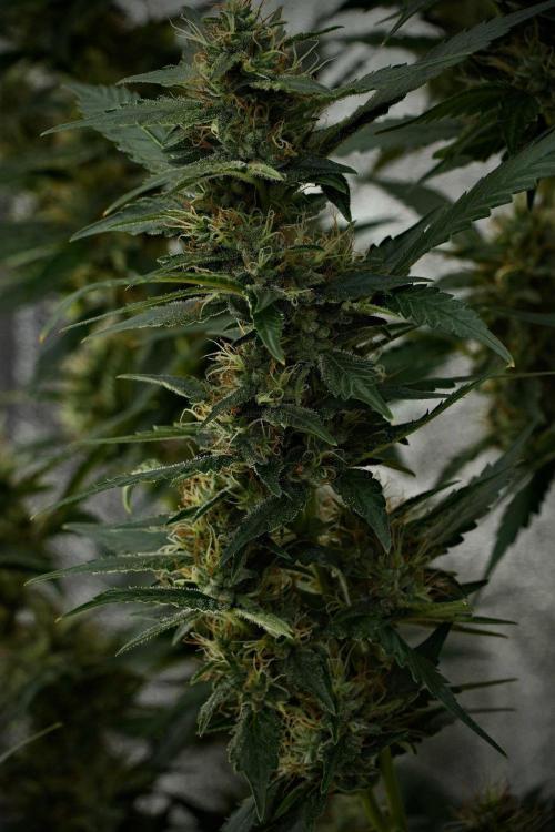 Pheno B God father OG By Zamnesia. Week 10 - Pheno B God father OG