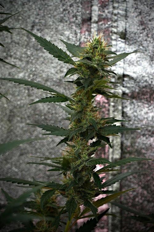 Pheno B God father OG By Zamnesia. Week 10 - Pheno B God father OG