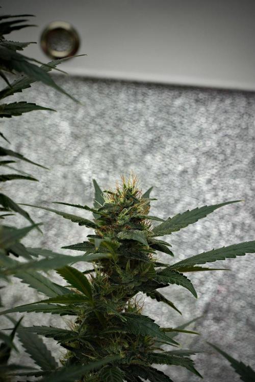 Pheno B God father OG By Zamnesia. Week 10 - Pheno B God father OG