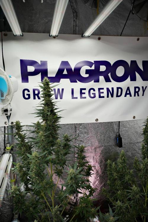 Pheno B God father OG By Zamnesia. Week 10 - Pheno B God father OG