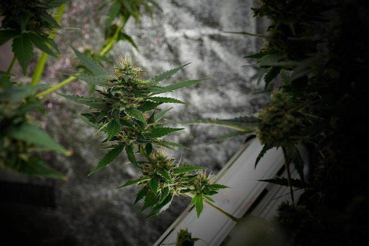 Pheno B God father OG By Zamnesia. Week 10 - Pheno B God father OG