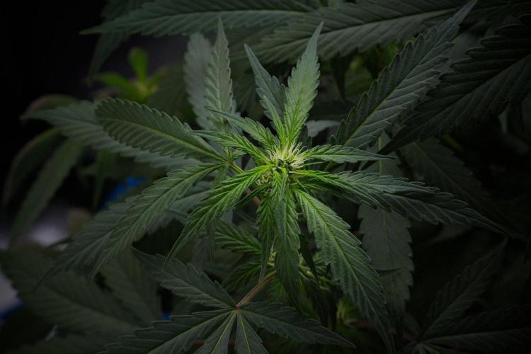 Passion Fruitz By Zamnesia. Week 10 - Passion Fruitz 