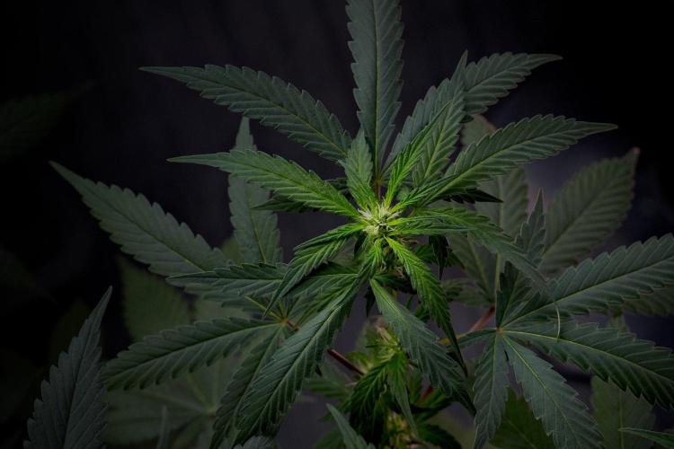 Passion Fruitz By Zamnesia. Week 10 - Passion Fruitz 