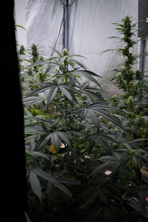 Passion Fruitz By Zamnesia. Week 10 - Passion Fruitz 