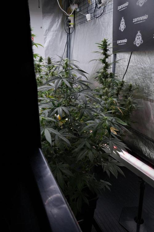 Passion Fruitz By Zamnesia. Week 10 - Passion Fruitz 