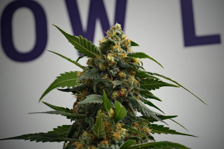 Purple Haze By Zamnesia Pheno A. Week 10 - Purple Haze  Pheno A