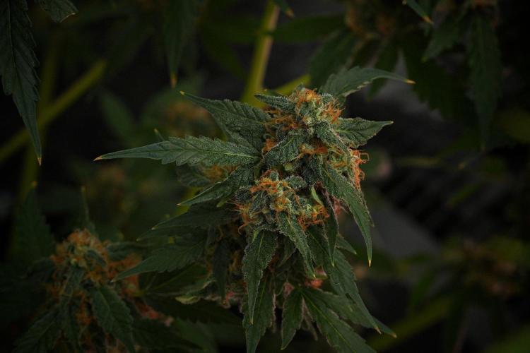 Purple Haze By Zamnesia Pheno A. Week 10 - Purple Haze  Pheno A
