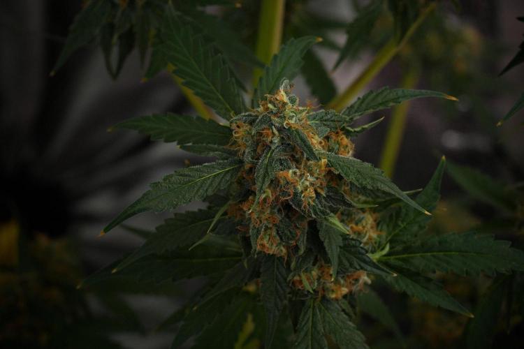 Purple Haze By Zamnesia Pheno A. Week 10 - Purple Haze  Pheno A
