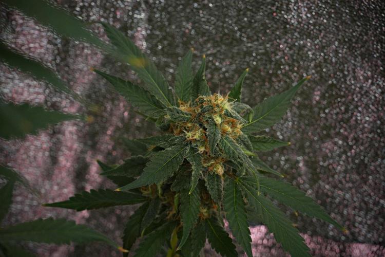 Purple Haze By Zamnesia Pheno A. Week 10 - Purple Haze  Pheno A