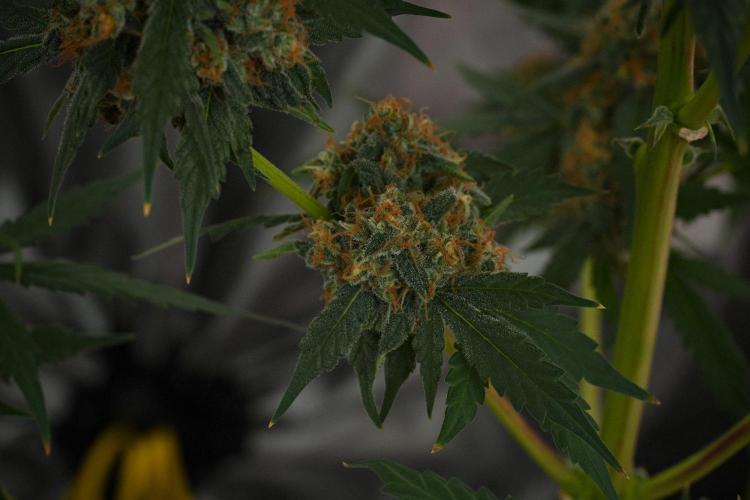 Purple Haze By Zamnesia Pheno A. Week 10 - Purple Haze  Pheno A