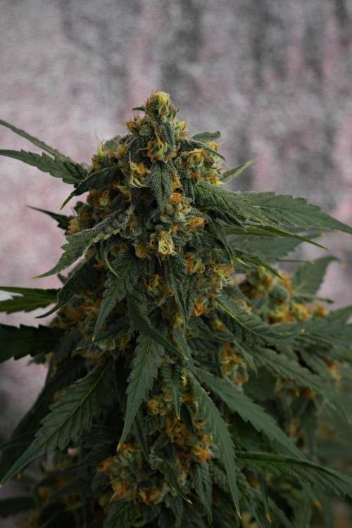 Purple Haze By Zamnesia Pheno A. Week 10 - Purple Haze  Pheno A