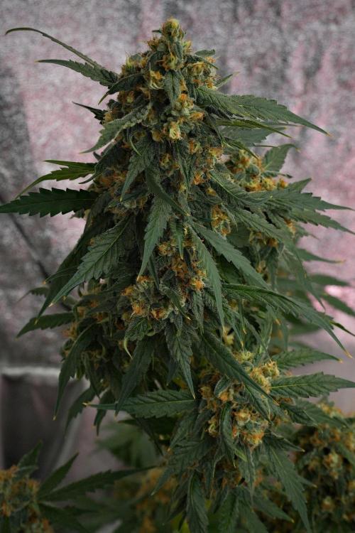 Purple Haze By Zamnesia Pheno A. Week 10 - Purple Haze  Pheno A