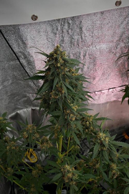 Purple Haze By Zamnesia Pheno A. Week 10 - Purple Haze  Pheno A