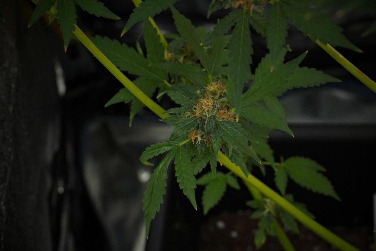 Purple Haze By Zamnesia Pheno A. Week 10 - Purple Haze  Pheno A