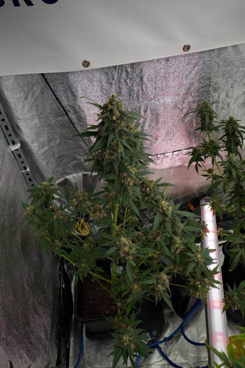 Purple Haze By Zamnesia Pheno A. Week 10 - Purple Haze  Pheno A