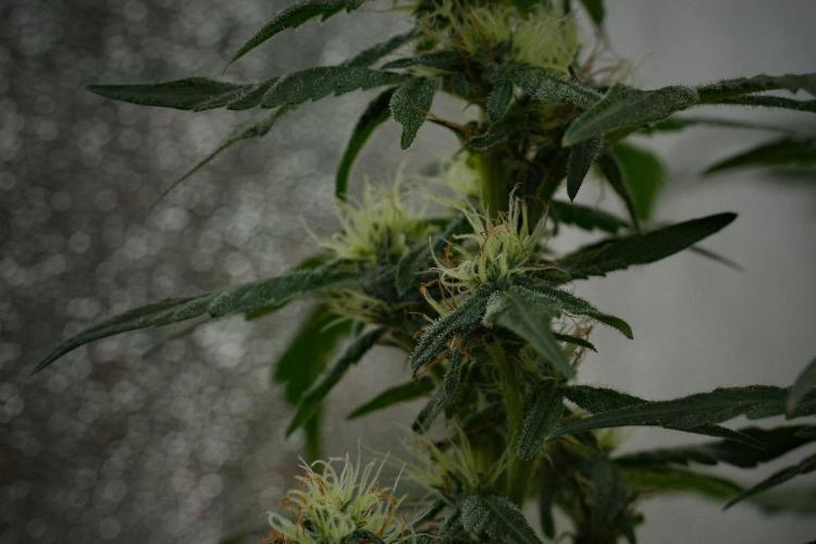 Pheno B Purple Haze By Zamnesia. Week 10 - Pheno B Purple Haze