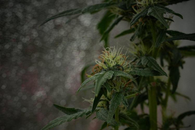 Pheno B Purple Haze By Zamnesia. Week 10 - Pheno B Purple Haze