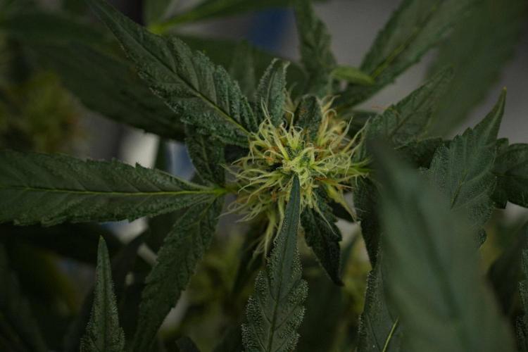Pheno B Purple Haze By Zamnesia. Week 10 - Pheno B Purple Haze