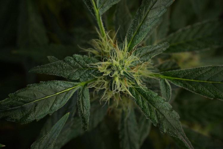 Pheno B Purple Haze By Zamnesia. Week 10 - Pheno B Purple Haze