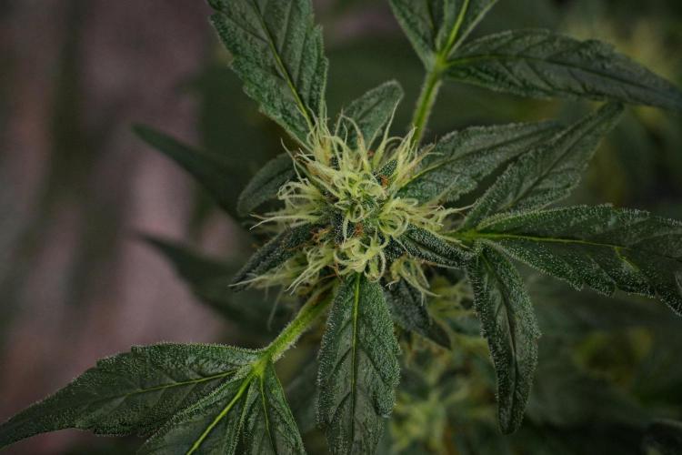 Pheno B Purple Haze By Zamnesia. Week 10 - Pheno B Purple Haze