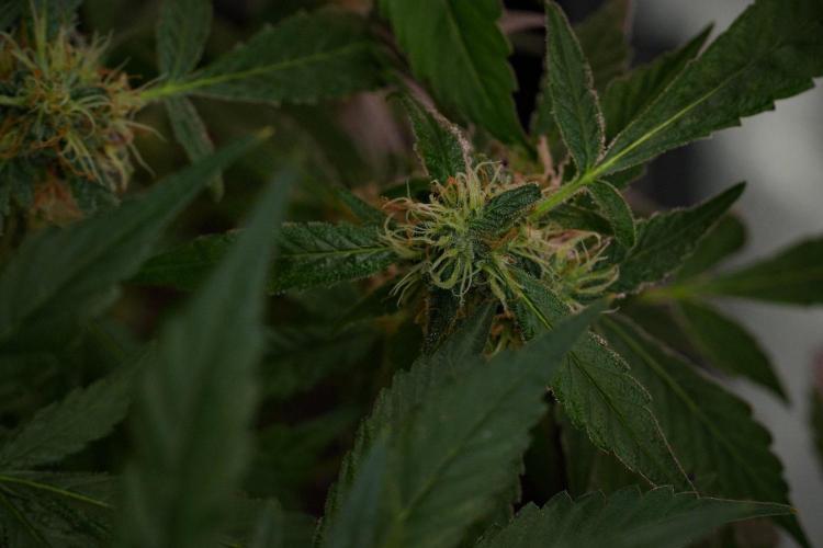 Pheno B Purple Haze By Zamnesia. Week 10 - Pheno B Purple Haze
