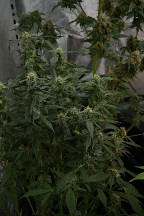 Pheno B Purple Haze By Zamnesia. Week 10 - Pheno B Purple Haze