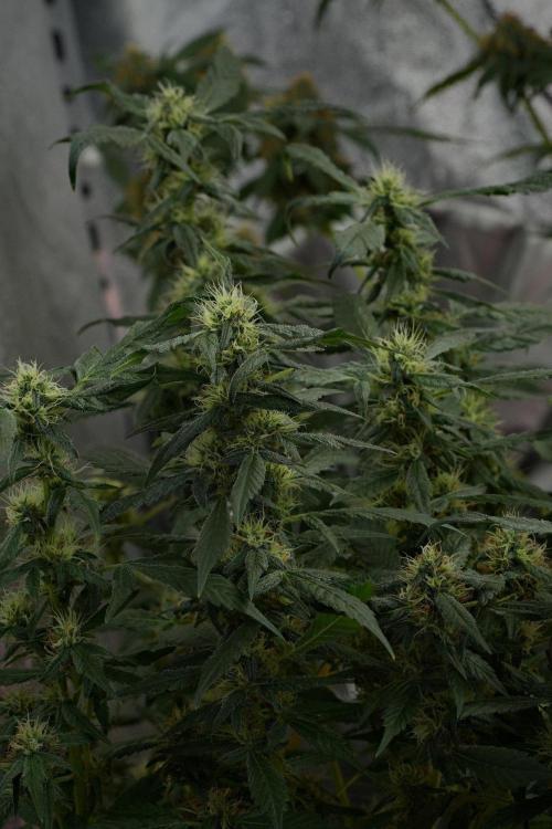 Pheno B Purple Haze By Zamnesia. Week 10 - Pheno B Purple Haze
