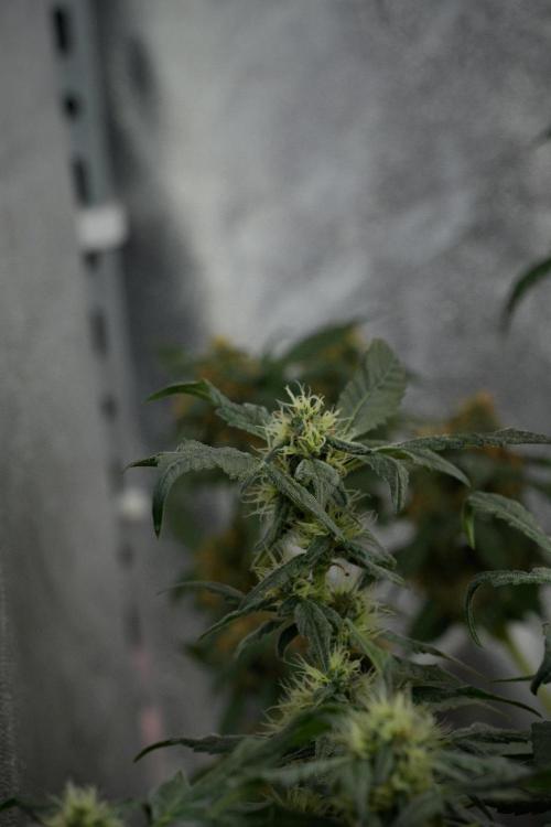 Pheno B Purple Haze By Zamnesia. Week 10 - Pheno B Purple Haze