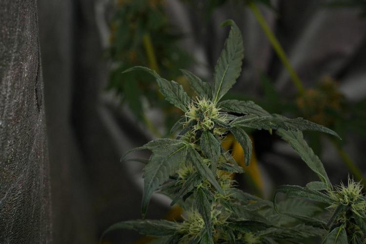 Pheno B Purple Haze By Zamnesia. Week 10 - Pheno B Purple Haze