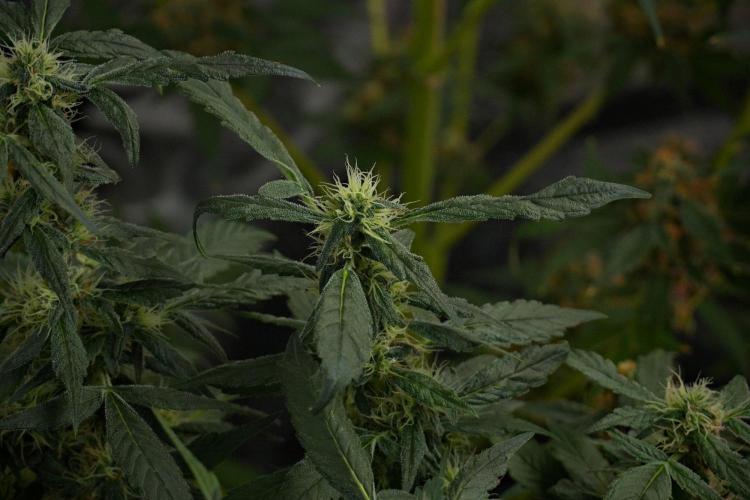 Pheno B Purple Haze By Zamnesia. Week 10 - Pheno B Purple Haze