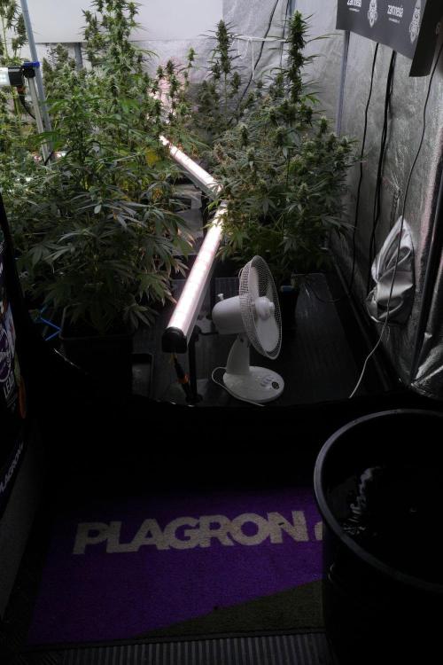 Pheno B Purple Haze By Zamnesia. Week 10 - Room and Vibes 