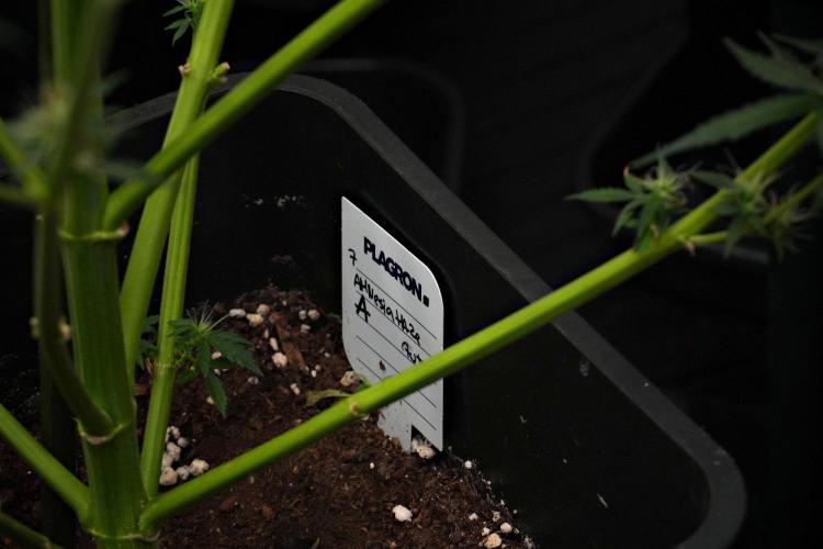 Amnesia Haze Auto by Zamnesia Pheno A. Week 10 - Amnesia Haze Auto  Pheno A