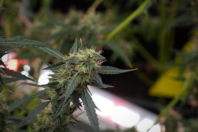 Amnesia Haze Auto by Zamnesia Pheno A. Week 10 - Amnesia Haze Auto  Pheno A