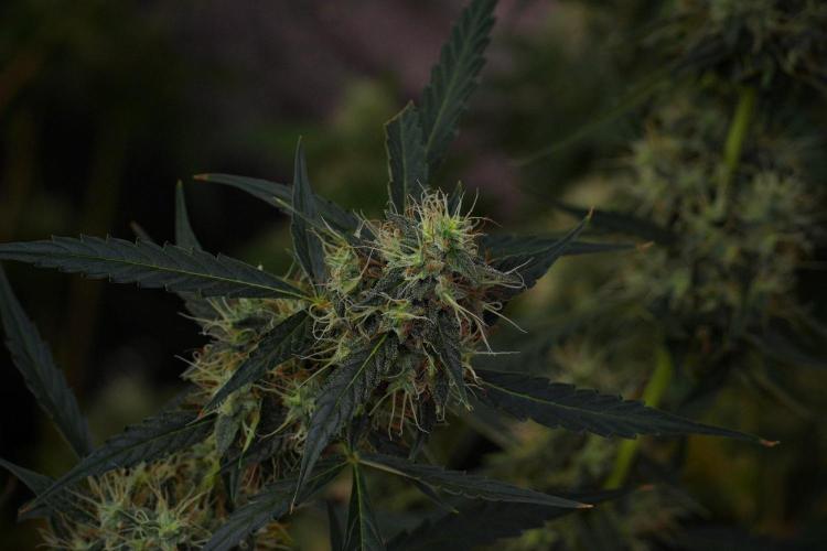 Amnesia Haze Auto by Zamnesia Pheno A. Week 10 - Amnesia Haze Auto  Pheno A