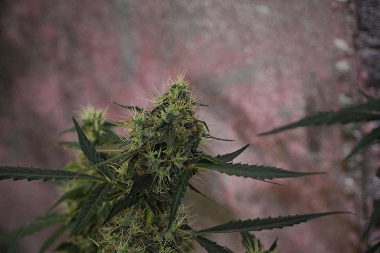 Amnesia Haze Auto by Zamnesia Pheno A. Week 10 - Amnesia Haze Auto  Pheno A