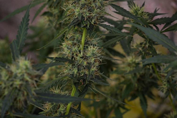 Amnesia Haze Auto by Zamnesia Pheno A. Week 10 - Amnesia Haze Auto  Pheno A